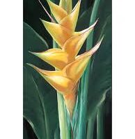 CC "Yellow Heliconia"
